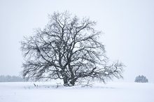 Eigentlich sollte die Eiche vor einem schönen SU-Himmel stehen...