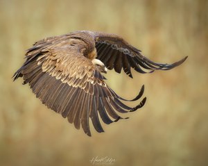 Flugstudie Gänsegeier