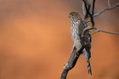 Rundschwanzhabicht (Cooper's hawk)