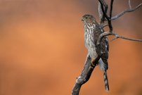 Rundschwanzhabicht (Cooper's hawk)