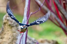 Buntspecht im Anflug