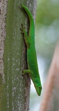 Seychellen-Taggecko