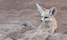 Der Wüstenfuchs, auch Fennek genannt....