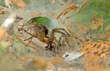 In der Höhle