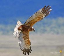 Eine Rohrweihe (Circus aeruginosus) ...