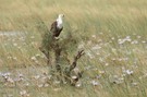 ein Meer aus Seerosen und ein Seeadler