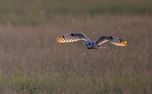 Sumpfohreule im Abendlicht