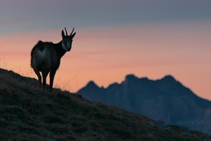 Begegnung am Morgen