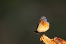 Ein Sonnenstrahl im Wald: Der Zwergschnäpper