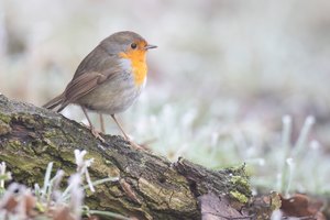 kleiner Robin