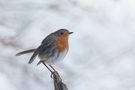 Farbtupfer im Schnee