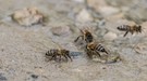 durstige Bienchen