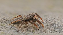 die Seitenansicht einer Springspinne