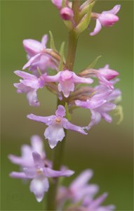 Wohlriechende Handwurz (Gymnadenia odoratissima)