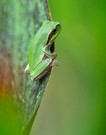 Babylaubfrosch wartet...