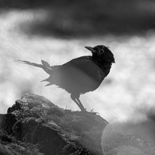 Amsel auf Stein