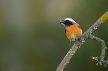 Ein Schnabel voller Proteine (Gartenrotschwanz)