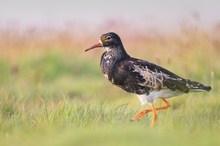 Kampfläufer im Abendlicht