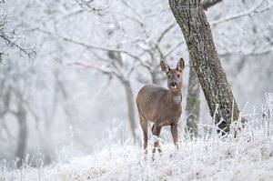 Silvester auf der Streuobstwiese