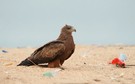 Sonne,  Strand,  Meer,  Milan und MÜLL