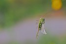 Als Kontrast zu den Vogel Flugbildern