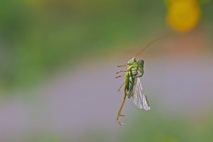 Als Kontrast zu den Vogel Flugbildern