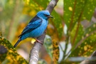 Blaukopfpitpit (Dacnis cayana)