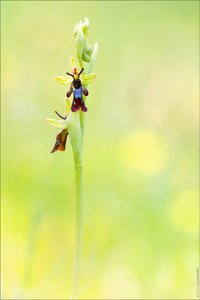 Ophrys insectifera