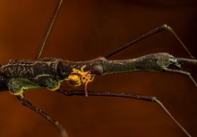 Teichläufer und Kugelspringer