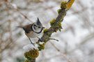 Haubenmeise (parus cristatus)