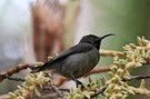 Der Seychellen-Nektarvogel