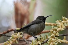 Der Seychellen-Nektarvogel