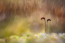 Bedröppelt im Regen