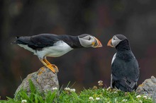 Atlantic Puffins