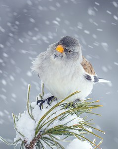 Hart ist es im Winter im Gebirge