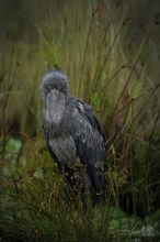 Mr. Shoebill