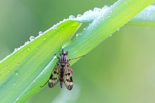 Gemeine Schnepfenfliege