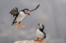 Atlantic Puffin (3)