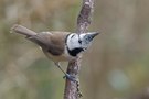 Haubenmeise (parus cristatus)