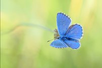 der Himmelblaue Bläuling