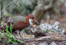 Aldabra Ralle