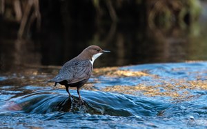 Wasseramsel