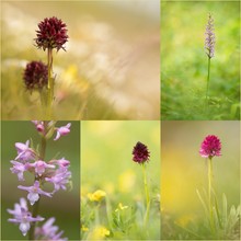 Die Orchideen der Schweiz Gattung Gymnadenia