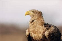 weiblicher Seeadler