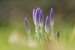 Die ersten Krokusse trauen sich raus