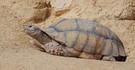 Centrochelys sulcata