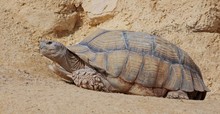 Centrochelys sulcata