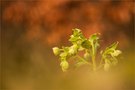 Im Buchenmischwald…