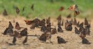 Treffpunkt der Zürgelbaum-Schnauzenfalter