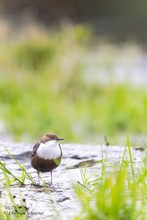 Wasseramsel im Grünen